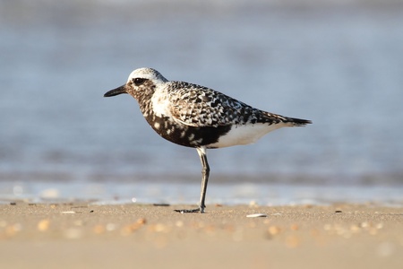 Black-bellied Plover  Pluvialis squatarola  by the Atlantic oceanの写真素材