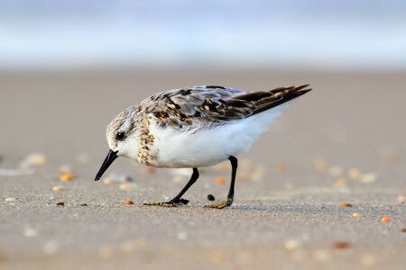 Sanderling  Calidris alba  feeding in the Atlantic oceanの写真素材