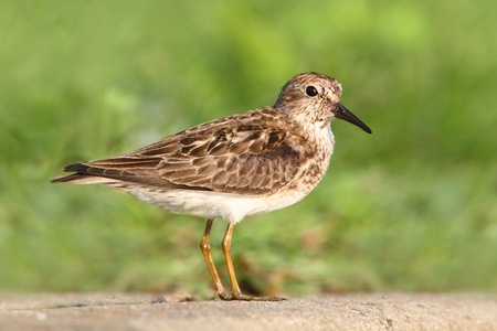 Least Sandpiper (Calidris minutilla) with a green の写真素材