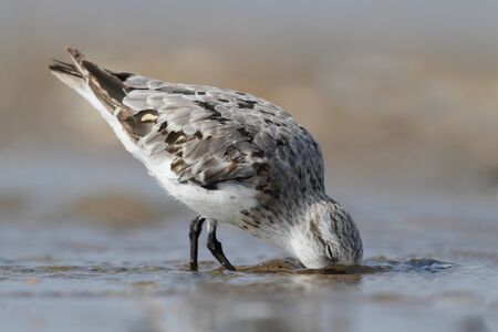 Sanderling (Calidris alba) feeding in the Atlantic oceanの写真素材