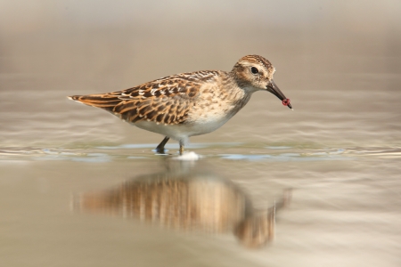 Least Sandpiper (Calidris minutilla) by the Oceanの写真素材