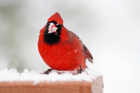 Male Northern Cardinal (cardinalis cardinalis) on a feeder in a snow storm