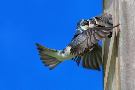 Tree Swallow (tachycineta bicolor) feeding hungry babiesの写真素材