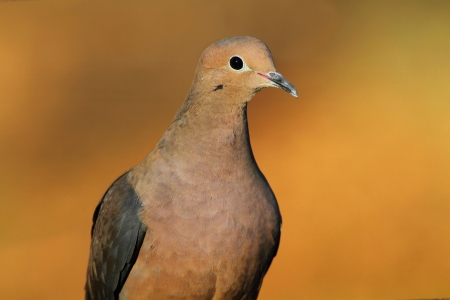 Mourning Dove (Zenaida macroura) close-up with a colorful backgroundの写真素材