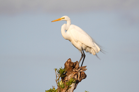 Great Egret (Ardea alba) on a tree in the Florida Evergladesの写真素材