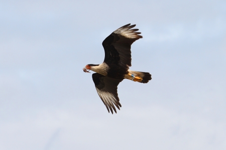 Crested Caracara (cheriway) in flight hunting in the Florida Everglades