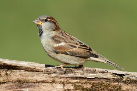 House Sparrow (Passer domesticus) perched on a stump with a green backgroundの写真素材