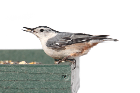 White-breasted Nuthatch  sitta carolinensis  on a feeder isolated on a white backgroundの写真素材