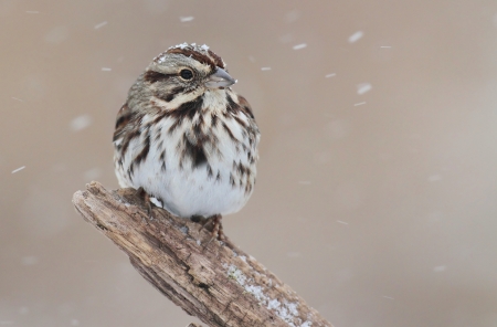 Song Sparrow (Melospiza melodia) perched on a tree limb in snowの写真素材