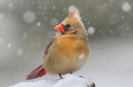 Female Northern Cardinal (cardinalis cardinalis) in a snowy sceneの写真素材