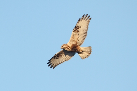 Rough-legged Hawk (Buteo lagopus) flying against a blue skyの写真素材