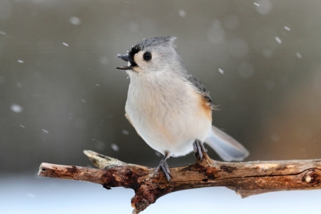 Tufted Titmouse (baeolophus bicolor) on a tree in a snow stormの写真素材
