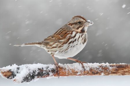 Song Sparrow (Melospiza melodia) perched on a snow covered tree limb in falling snowの写真素材