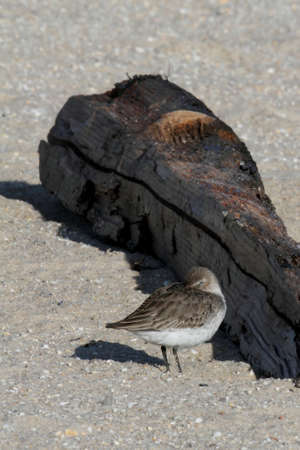 Dunlin (Calidris alpina) on the beach by the Atlantic ocean