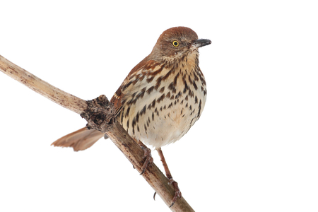 Brown Thrasher (Toxostoma rufum) on a branch with a white 