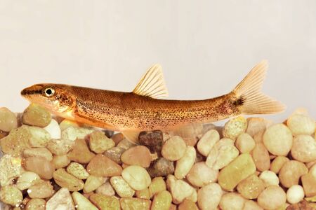 Longnose dace (Rhinichthys cataractae) underwater on rocks