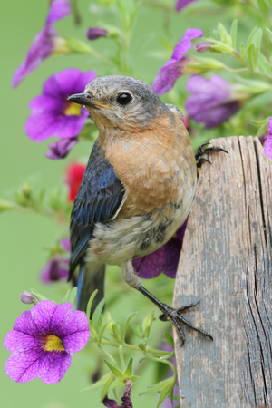 Female Eastern Bluebird  Sialia sialis  on a fence with flowersの写真素材
