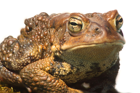 Male American Toad (Bufo americanus) with a white background