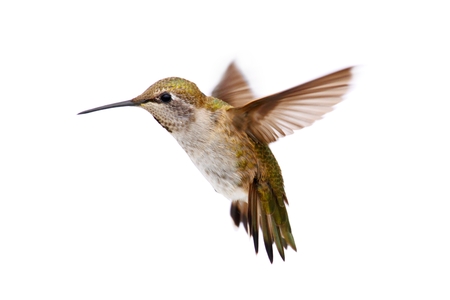 Allens Hummingbird (Selasphorus sasin) の写真素材