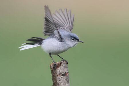Blue-gray Gnatcatcher  Polioptila caerulea  perched on a branchの写真素材