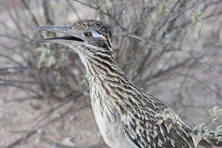 Greater Roadrunner (Geococcyx californianus) in the desertの写真素材