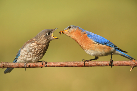 Eastern Bluebird (Sialia sialis) feeding a baby on a branch with a green backgroundの写真素材