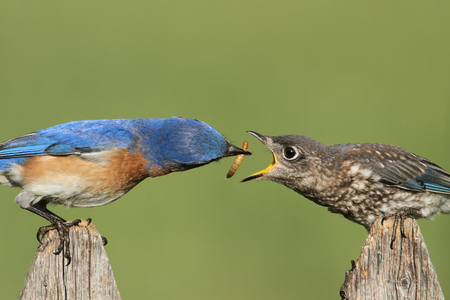 Eastern Bluebird (Sialia sialis) feeding a baby on a fence with a green backgroundの写真素材