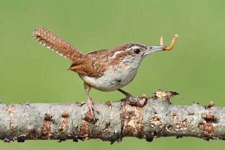 Carolina Wren (Thryothorus ludovicianus) on a branch with a worm