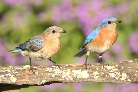 Eastern Bluebirds (Sialia sialis) on a perch with flowersの写真素材