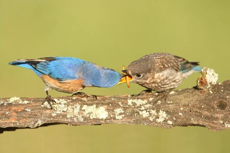 Eastern Bluebird (Sialia sialis) feeding a baby on a log with a green backgroundの写真素材