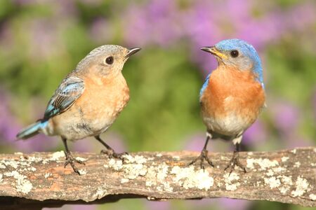 Eastern Bluebirds (Sialia sialis) on a perch with flowersの写真素材