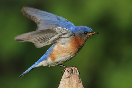 Male Eastern Bluebird (Sialia sialis) on a fence with a green backgroundの写真素材