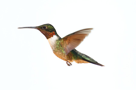 Ruby-throated Hummingbird (archilochus colubris) in flight isolated on a white backgroundの写真素材