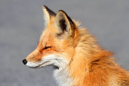 Red Fox (vulpes) standing in a fieldの写真素材