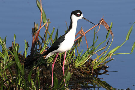 Black-necked Stilt (Himantopus mexicanus) in blue waterの写真素材