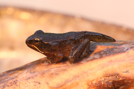 Wood Frog (Rana sylvatica) transitioning from a pollywog to a frogの写真素材