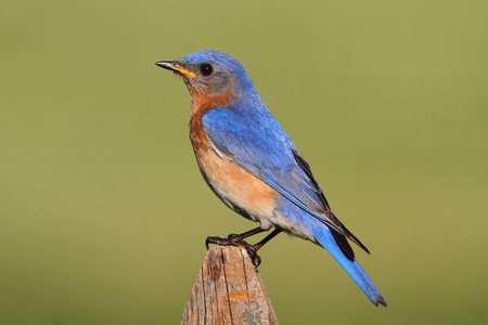 Male Eastern Bluebird (Sialia sialis) on a fence with a green backgroundの写真素材