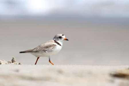 Endangered Piping Plover (Charadrius melodus) on a beachの写真素材