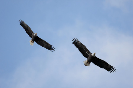 Pair of Adult Bald Eagles (haliaeetus leucocephalus) in flight against a blue sky