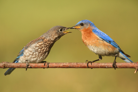 Eastern Bluebird (Sialia sialis) feeding a baby on a branch with a green backgroundの写真素材