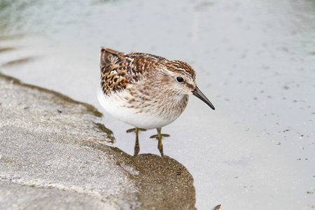 Least Sandpiper (Calidris minutilla) by the Pacific Oceanの写真素材