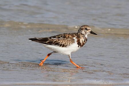 Ruddy Turnstone (Arenaria interpres) by the Atlantic Oceanの写真素材