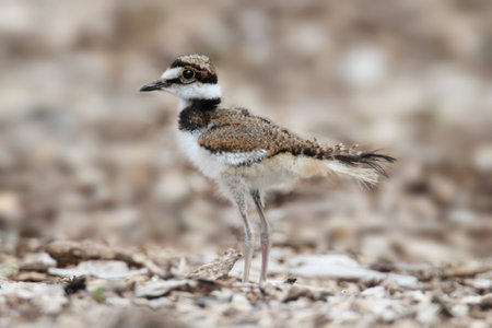 Baby Killdeer (Charadrius vociferus) looking for food among grass and wild flowersの写真素材