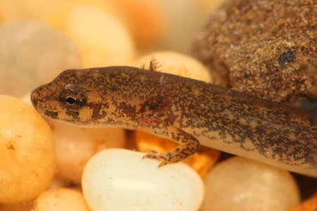 Larval stage of a Northern Dusky Salamander   Desmognathus fuscus  の写真素材