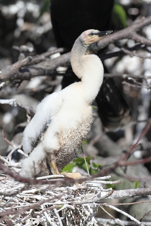 Baby Anhinga in a nest in the Everglades