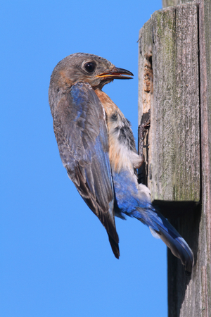 Female Eastern Bluebird (Sialia sialis) on a nest box with a blue backgroundの写真素材