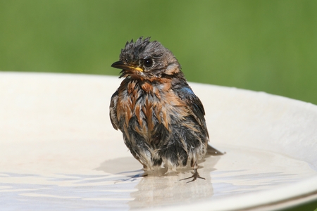 Female Eastern Bluebird (Sialia sialis) in a bird bath