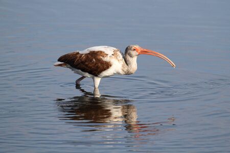 Juvenile White Ibis (Eudocimus albus) in the Evergladesの写真素材