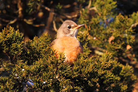 American Robin (Turdus migratorius) in a cedar treeの写真素材