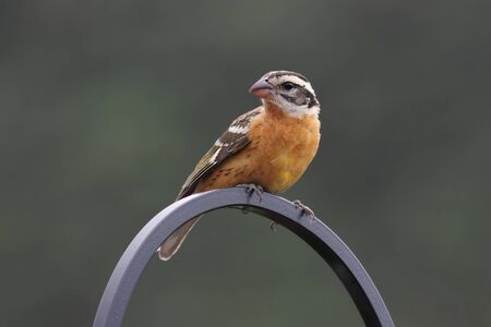 Black-headed Grosbeak (Pheucticus melanocephalus) on a pole with a green backgroundの写真素材